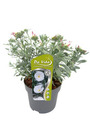 Silvervinda ‘White Passion’ Ø19 cm